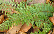 Soft Shield Fern 'Herrenhausen' – Polystichum setiferum 'Herrenhausen'