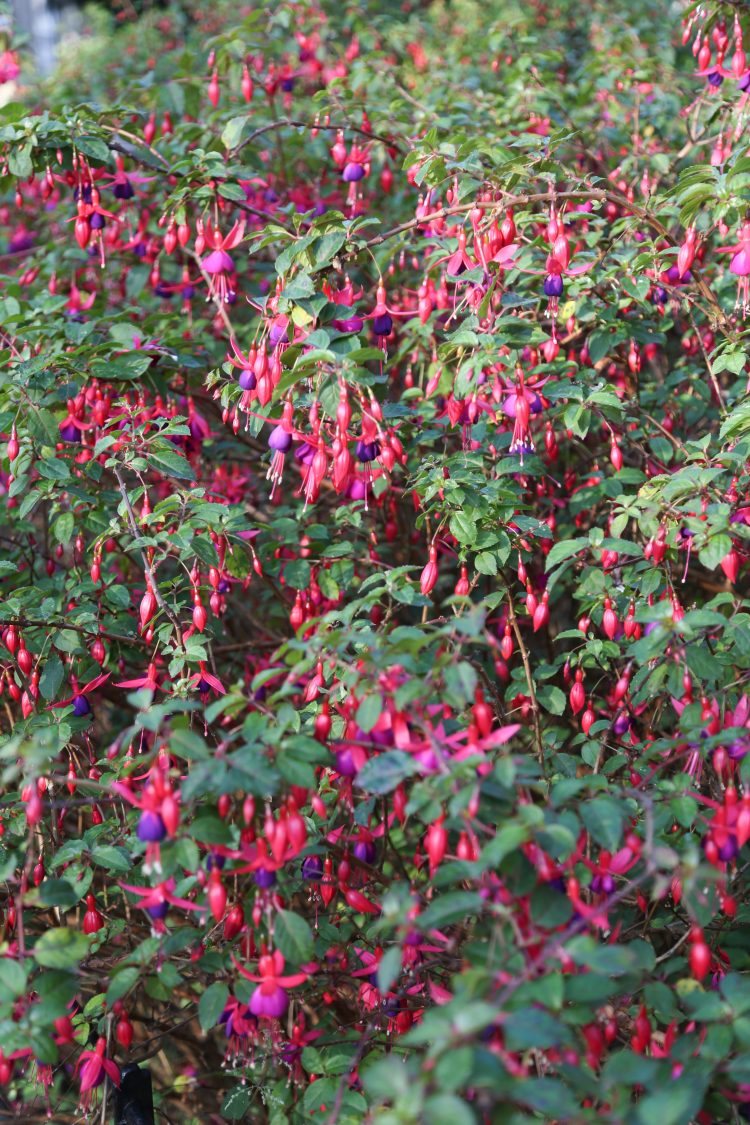 Fuchsia Mrs Popple