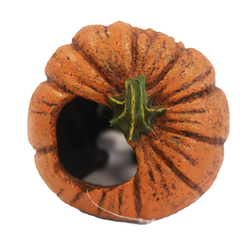 Betta Pumpkin Skull