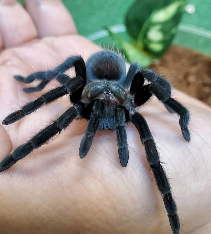 Mexican Black Velvet Tarantula | Tliltocatl (ex. Brachypelma) schroederi (S)
