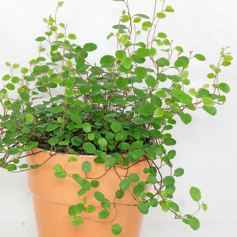 Wire Vine - Muehlenbeckia complexa