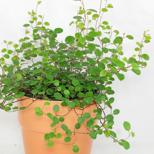 Wire Vine - Muehlenbeckia complexa