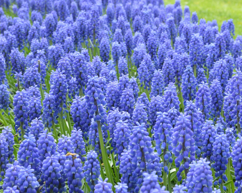 Muscari armeniacum | Grape Hyacinth (75 Pack)