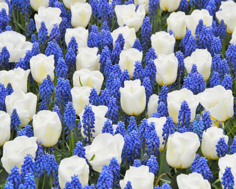Muscari armeniacum | Grape Hyacinth (75 Pack)