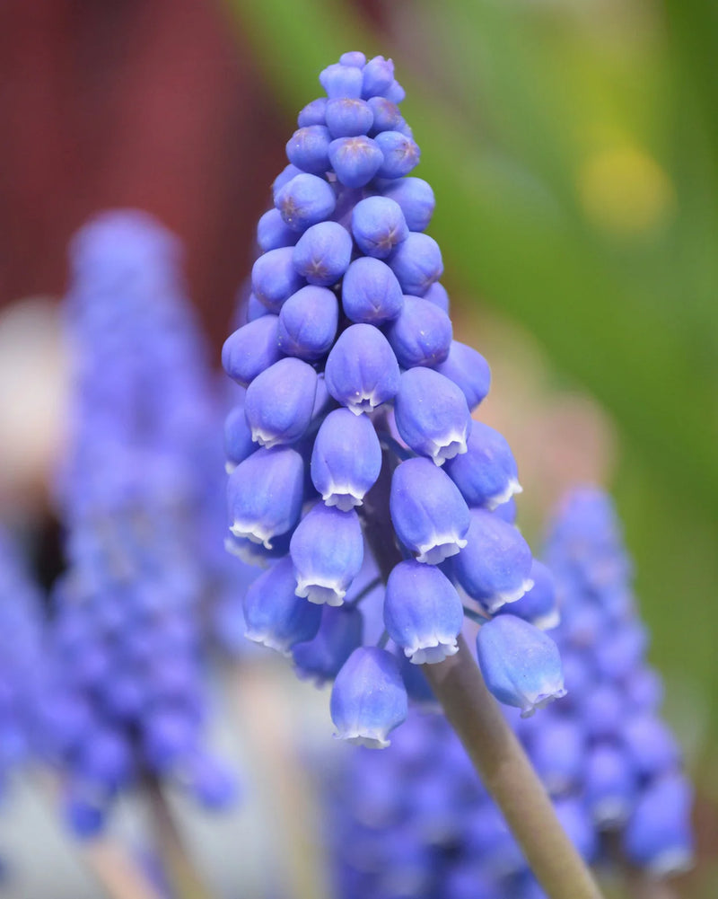 Muscari armeniacum | Grape Hyacinth (75 Pack)