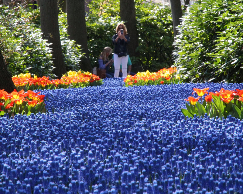 Muscari armeniacum | Grape Hyacinth (75 Pack)