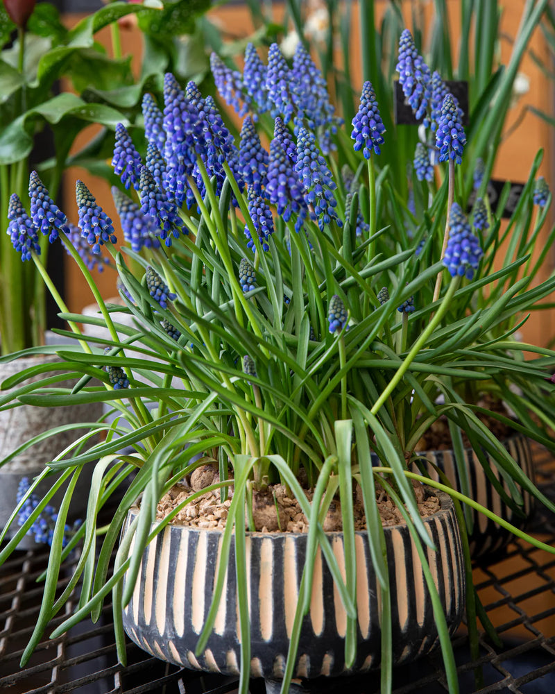 Muscari armeniacum | Grape Hyacinth (75 Pack)