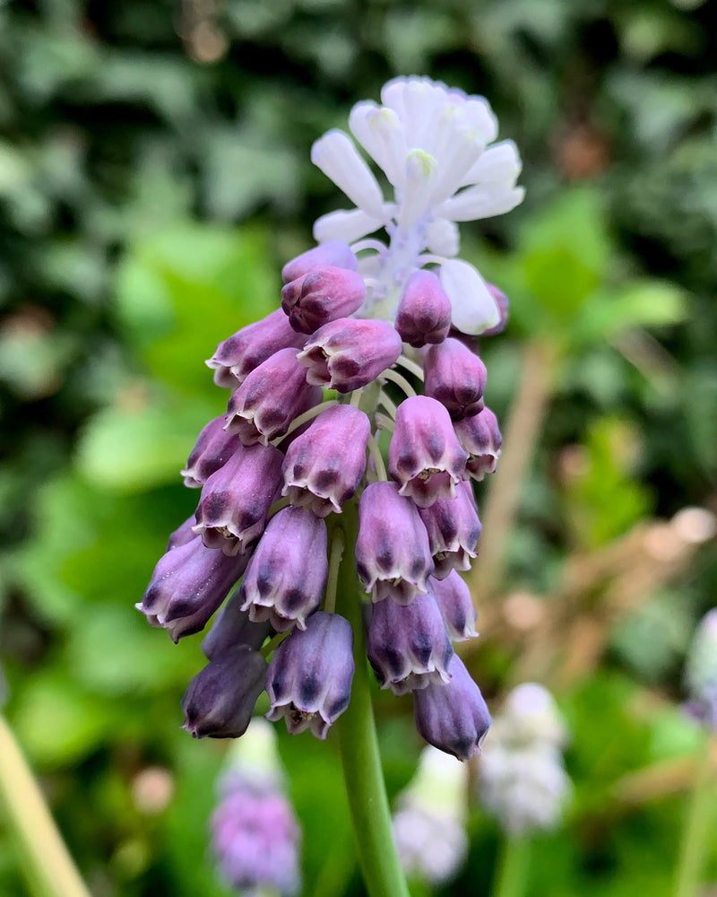 Muscari 'Grape Ice' | Grape Hyacinth Bulbs