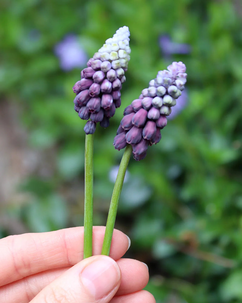 Muscari 'Grape Ice' | Grape Hyacinth Bulbs