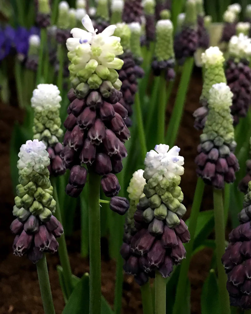 Muscari 'Grape Ice' | Grape Hyacinth Bulbs