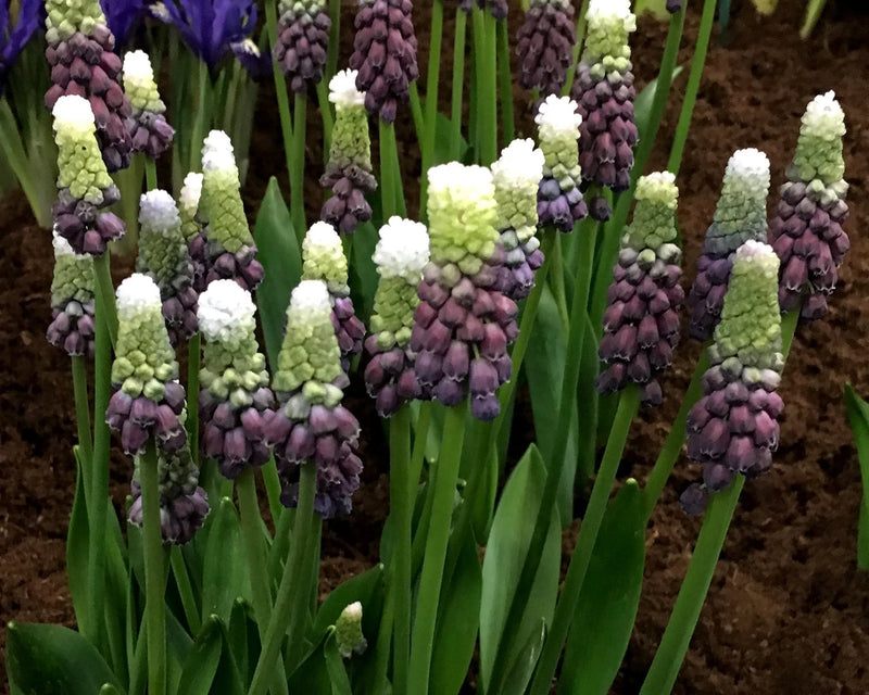 Muscari 'Grape Ice' | Grape Hyacinth Bulbs