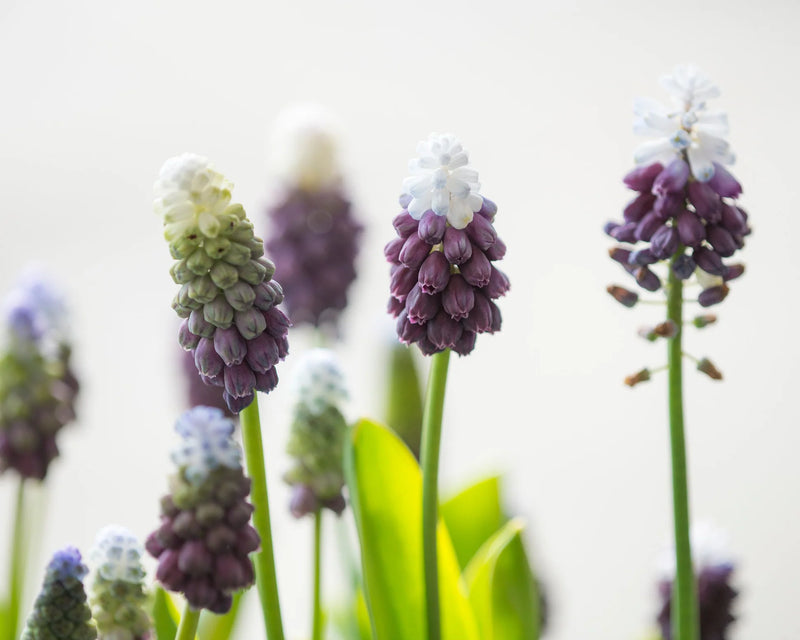 Muscari 'Grape Ice' | Grape Hyacinth Bulbs