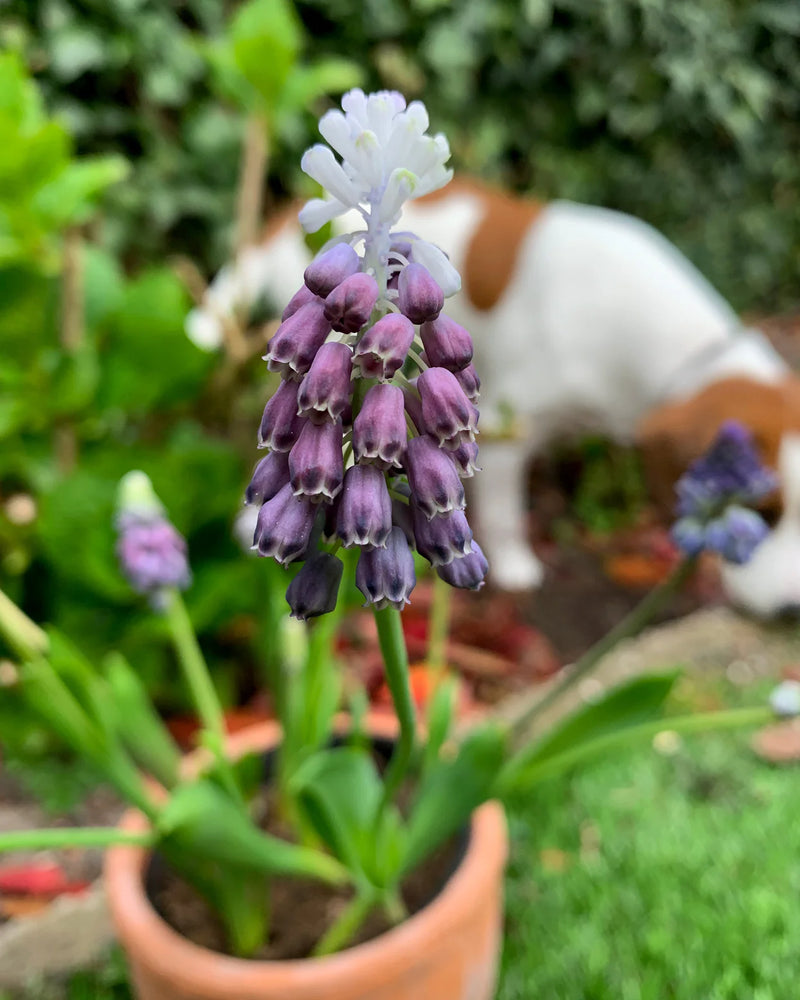 Muscari 'Grape Ice' | Grape Hyacinth Bulbs