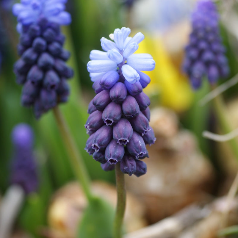 Muscari latifolium | Grape Hyacinth (20 Pack)
