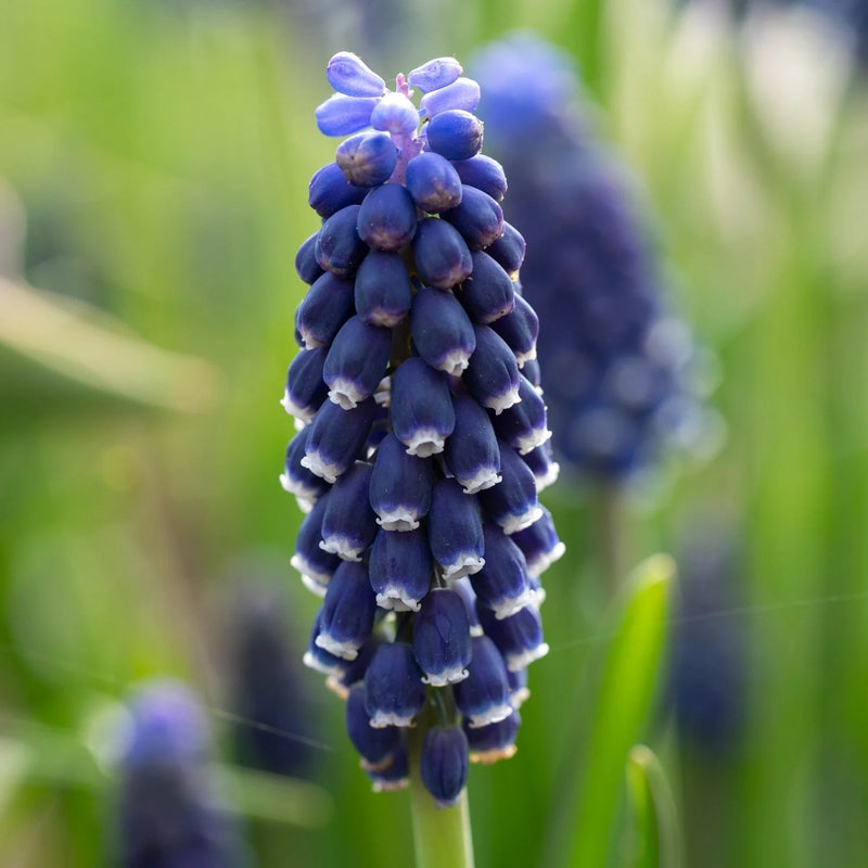 Muscari 'Night Eyes' | Grape Hyacinth (18 Bulbs Per Pack)