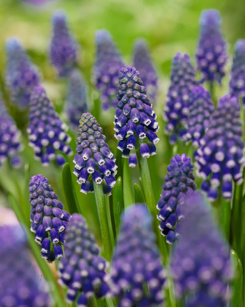 Muscari 'Night Eyes' | Grape Hyacinth (18 Bulbs Per Pack)