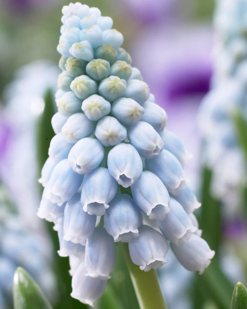 Muscari 'Valerie Finnis' | Grape Hyacinth (18 Pack)