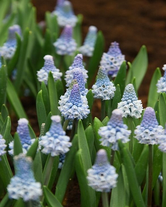 Muscari 'Azureum' | Grape Hyacinth (18 Pack)