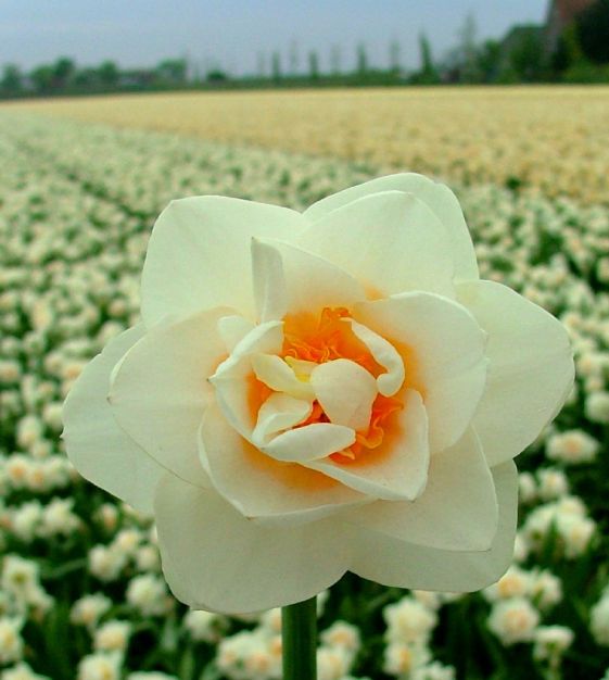 Daffodil Narcissus 'Flower Drift' (5 Pack)