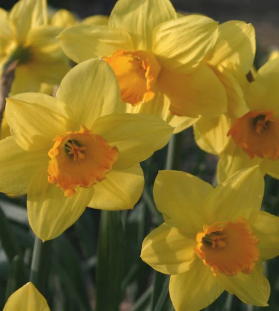 Daffodil Narcissus 'Fortune' (6kg)