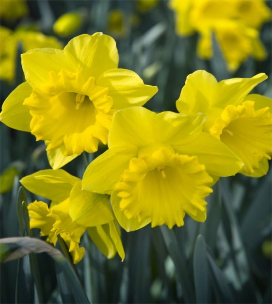 Daffodil Narcissus 'Mando' (3kg)