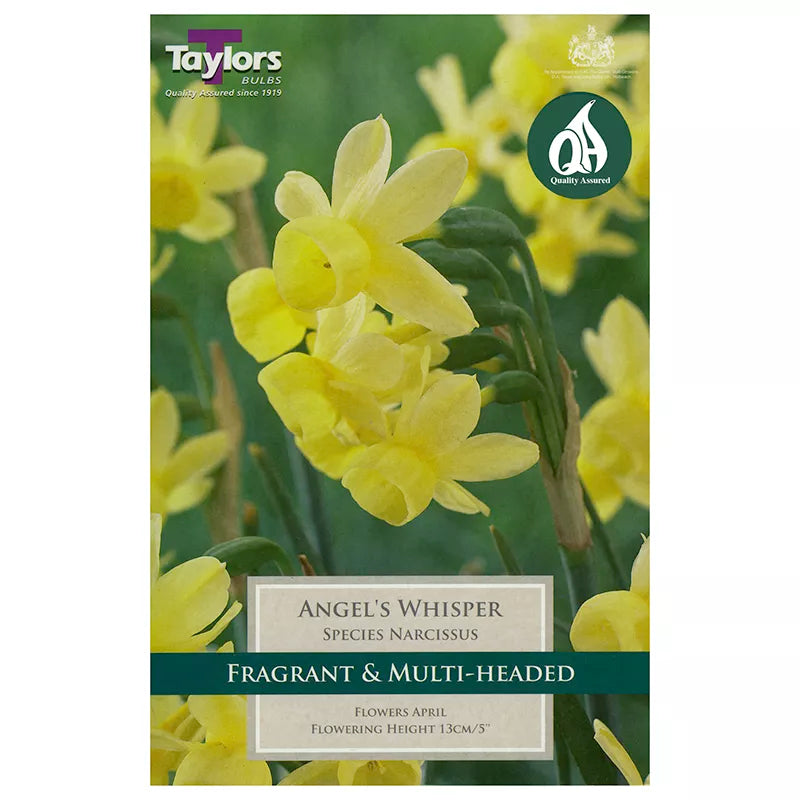 Daffodil Narcissus 'Angels Whisp' (7 Pack)