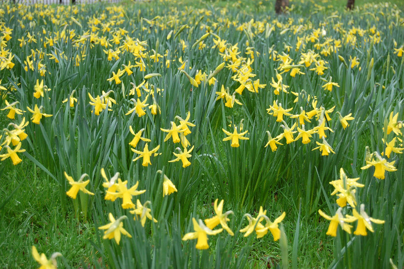 Daffodil Narcissus 'February Gold' (20 Pack)