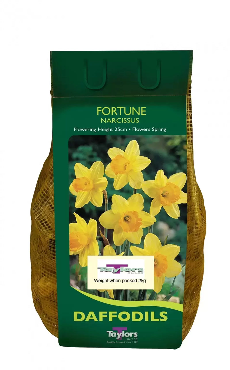 Daffodil Narcissus 'Fortune' (1.5 Kg)