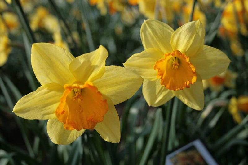 Daffodil Narcissus 'Fortune' (6kg)