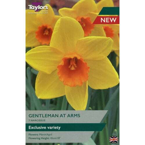 Daffodil Narcissus 'Gentleman At Arms' (5 Pack)