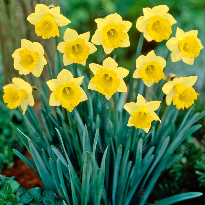 Daffodil Narcissus 'January' (8 Pack)