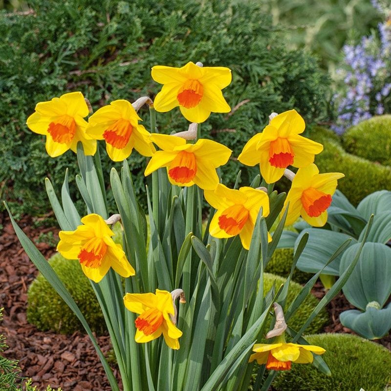 Daffodil Narcissus 'Juanita' (7kg)
