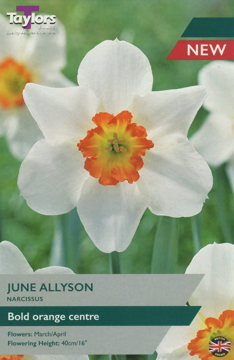 Daffodil Narcissus 'June Allyson' (7 Bulbs Per Pack)