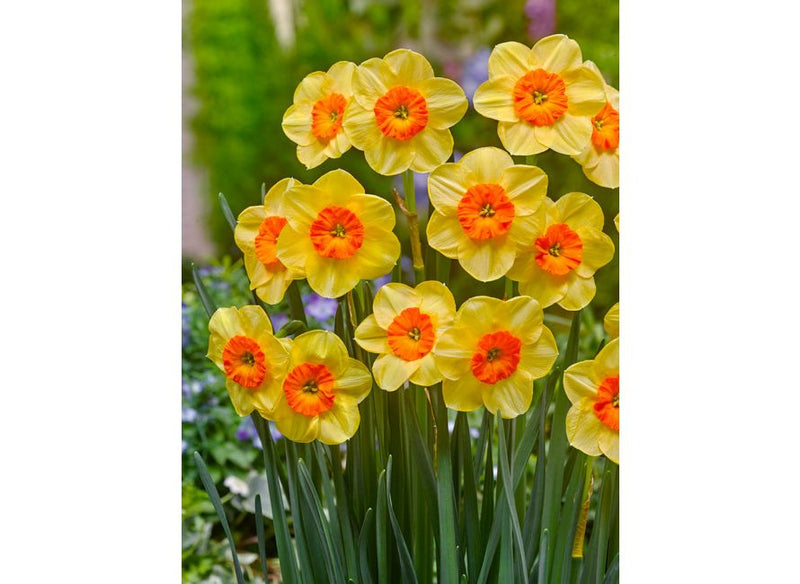 Daffodil Narcissus 'Kedron' (8 Pack)
