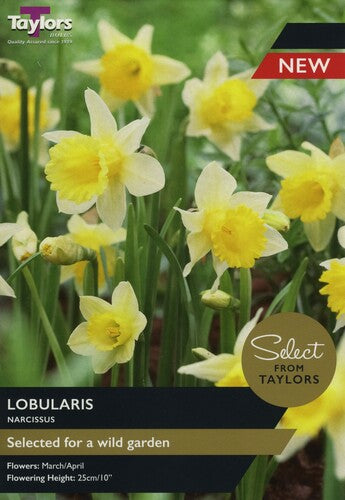 Daffodil Narcissus 'Lobularis' (8 pack)