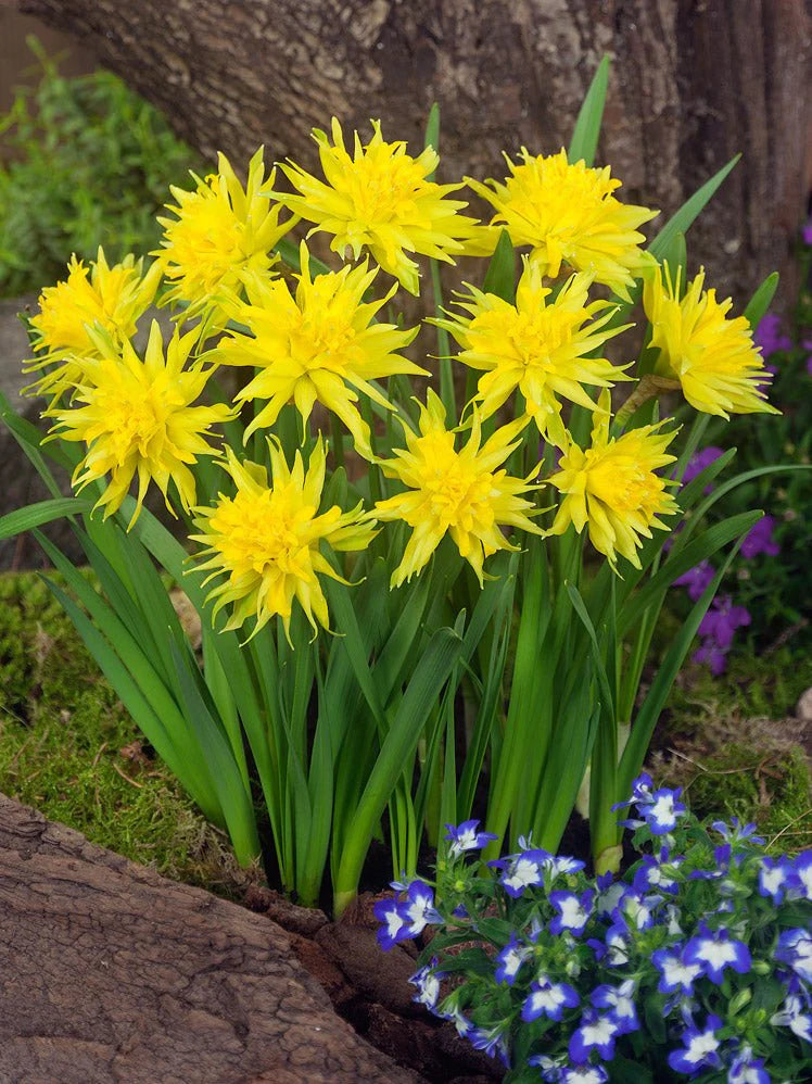 Daffodil Narcissus 'Rip Van Winkle' (7 Pack)