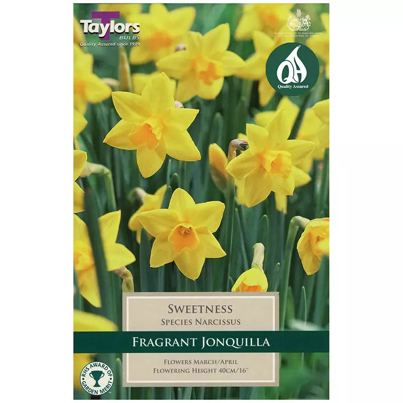 Daffodil Narcissus 'Sweetness' (10 pack)