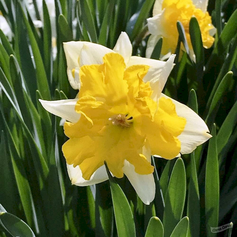 Daffodil Narcissus 'Chanterelle' (7 Pack)