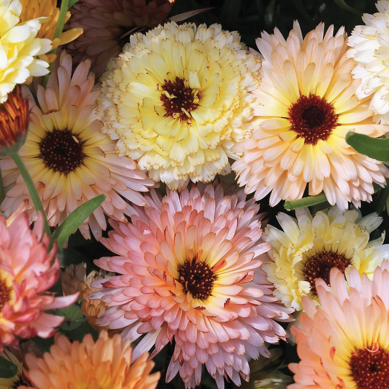 Natures Haven Calendula Cantaloupe