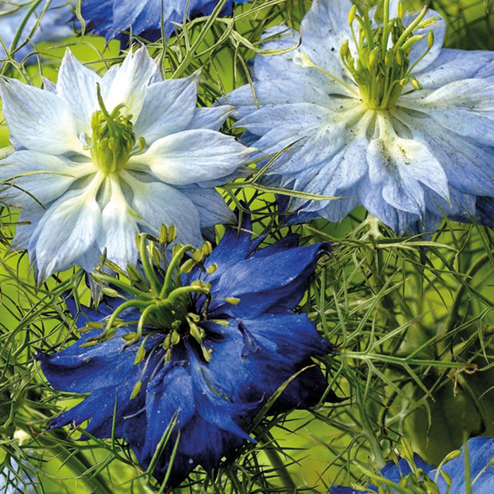 Natures Haven Love in a Mist Moody Blues