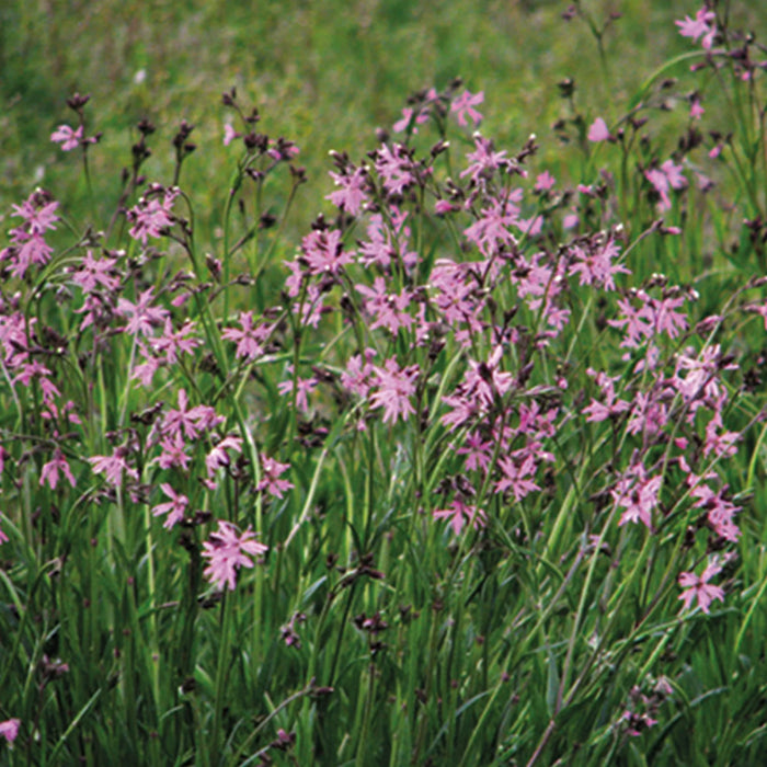Natures Haven Ragged Robin