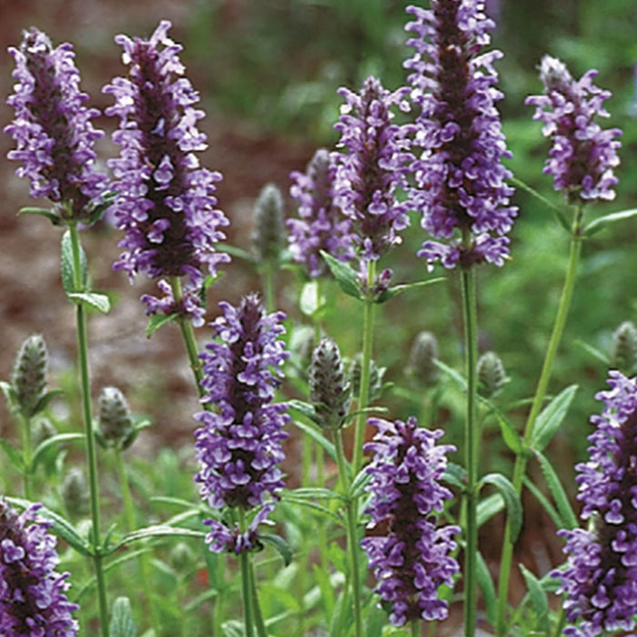 Natures Haven Nepeta Blue Moon