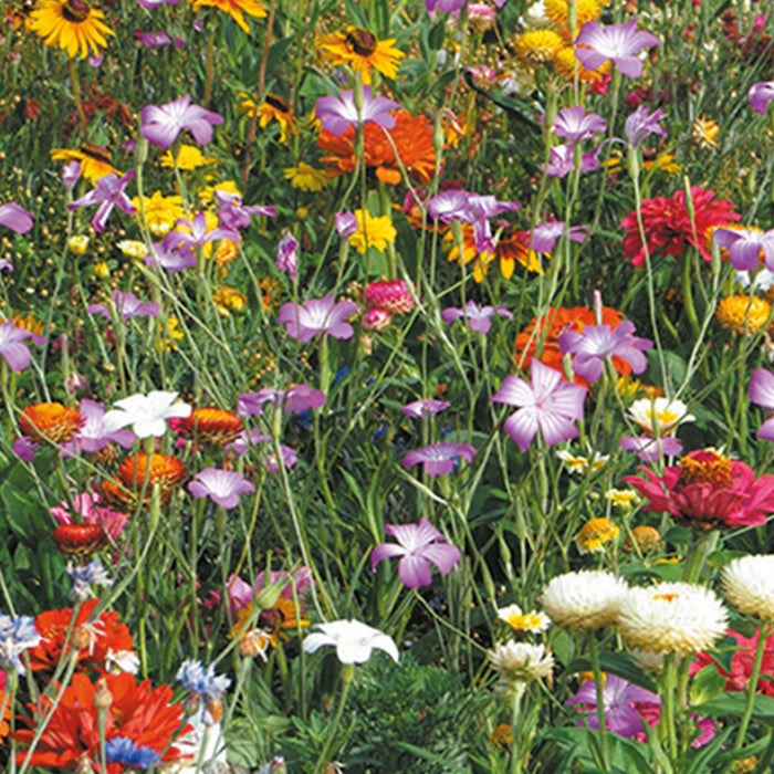 Natures Haven Summer Annuals Cut Flower Mix