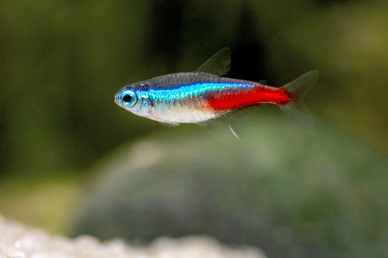 Neon Tetra (L)