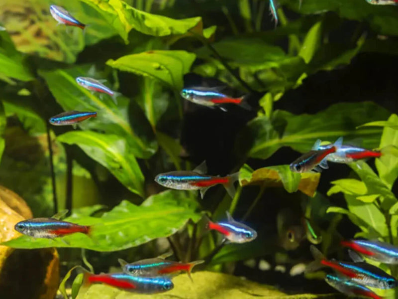 Neon Tetra (L)