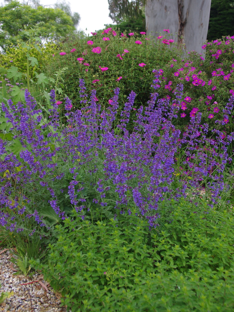 Nepeta Six HillS Giant | Catmint 2 LItre