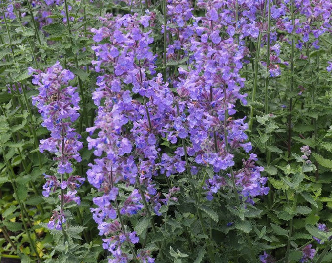 Nepeta Faassenii 'Purrsian Blue'