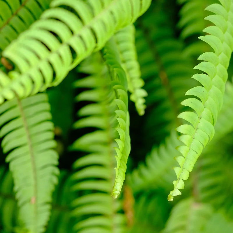 Nephrolepis Green Lady Boston fern with lush arching green fronds