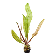 Aponogeton Madagascariensis bulbs — plant appearance | Newlands