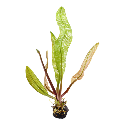 Aponogeton Madagascariensis bulbs — plant appearance | Newlands